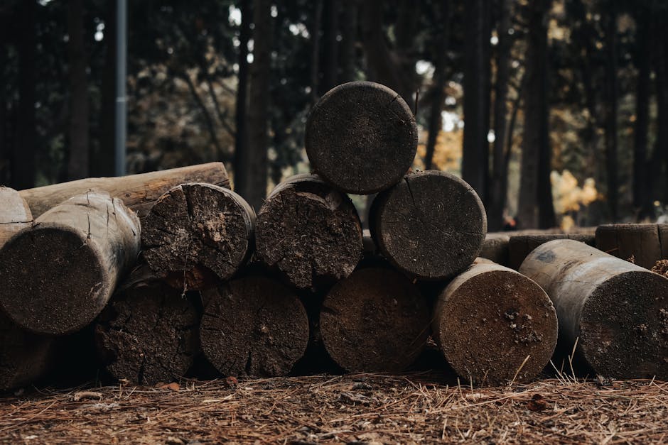 A close-up view of stacked weathered wooden logs placed on the ground in an outdoor setting, with a background of blurred trees and foliage, suggesting a forested or park area. The logs vary in size and are arranged horizontally, some with visible bark and others showing cut ends. The ground beneath them is covered in dirt, small twigs, and fallen leaves. The lighting indicates daytime with natural sunlight filtering through the trees. The scene emphasizes natural materials and outdoor environment, relevant to house removals or moving logistics when loading or storing building materials or firewood during a home relocation. The image showcases a professional removal process involving careful handling of bulky, heavy logs, possibly for transport or storage, as would be relevant for a moving company like Man with Van Crook Log, especially within the context of preparing for a move or managing logistics around a property close to Crook Log Recreation Ground.