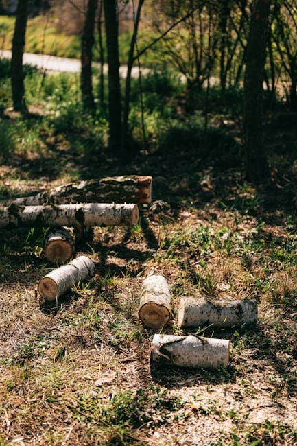 A cluster of felled birch tree logs with white, peeling bark lies on the ground in a shaded woodland area near Crook Log Recreation Ground, with some logs positioned horizontally and others partially resting on uneven soil. The forest floor is covered with sparse grass, leaf litter, and small plants, while the background features a mix of slender tree trunks, leafy branches, and patches of sunlight filtering through the canopy. In the distance, a pathway or road is visible beyond the trees. This natural environment suggests an outdoor setting where tree removal or clearing may have taken place, relevant to home relocation or landscaping projects. Occasionally, a removal company like Man with Van Crook Log could be involved in transporting such cut timber as part of furniture transport, packing, or moving logistics associated with property clearance or garden renovation activities.