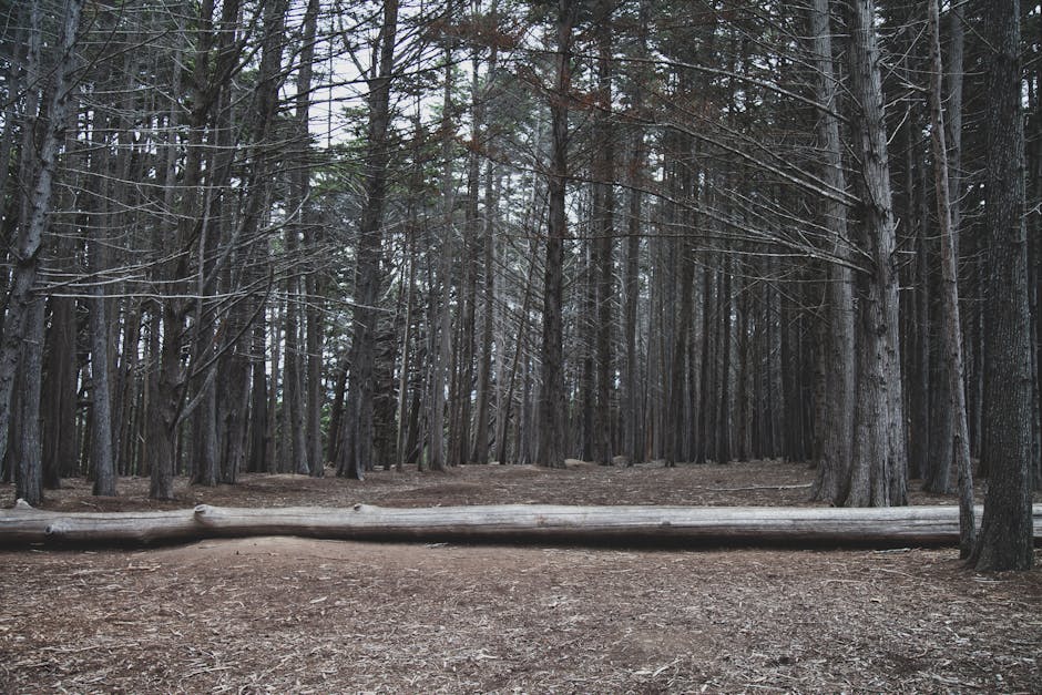 A close-up view of stacked weathered wooden logs placed on the ground in an outdoor setting, with a background of blurred trees and foliage, suggesting a forested or park area. The logs vary in size and are arranged horizontally, some with visible bark and others showing cut ends. The ground beneath them is covered in dirt, small twigs, and fallen leaves. The lighting indicates daytime with natural sunlight filtering through the trees. The scene emphasizes natural materials and outdoor environment, relevant to house removals or moving logistics when loading or storing building materials or firewood during a home relocation. The image showcases a professional removal process involving careful handling of bulky, heavy logs, possibly for transport or storage, as would be relevant for a moving company like Man with Van Crook Log, especially within the context of preparing for a move or managing logistics around a property close to Crook Log Recreation Ground.