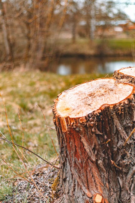 A close-up view of a freshly cut tree stump in an outdoor setting, with a smooth, light-colored cross-section visible at the top and rough, textured bark surrounding it. The stump is situated on grass and soil, with scattered small twigs and plants nearby. In the background, blurred trees and a body of water are visible under natural daylight. The scene suggests recent tree felling, relevant to removal or clearing services, with no human activity present, highlighting the natural environment associated with property and garden clearing or landscaping projects.