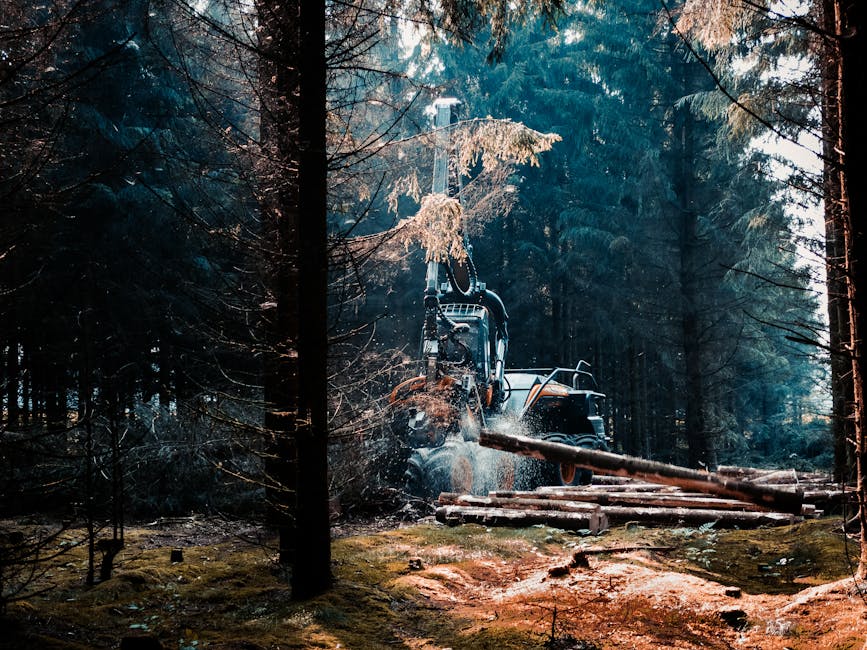 A forestry worker operating a large hydraulic wood splitter in a dense forest during daytime, with tall coniferous trees surrounding the area. The machine, positioned on a forest floor covered with moss, dirt, and logs, is actively splitting a log into smaller pieces. The operator is using the controls to manage the splitting process, and the hydraulic arm is in the process of pressing down with force. Adjacent to the machine, a pile of freshly cut logs is stacked near a vehicle on a dirt path, which is partially visible through the trees. Natural sunlight filters through the canopy, illuminating the scene, while the surrounding environment suggests active logging or wood processing more aligned with forestry and timber work than home relocation or furniture transport. Man with Van Crook Log occasionally references logistics and transport, but this image depicts tree felling or timber processing activities in a forest setting.