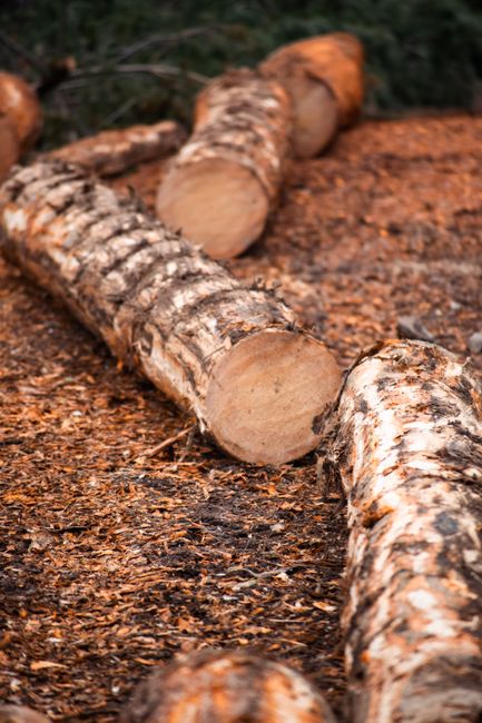 In the image, several cut logs with rough, bark-covered exteriors and fresh, smooth cross-sections are arranged on the ground outdoors, likely on a construction or woodland site. The logs vary in diameter and are positioned on reddish-brown soil with small wood chips scattered around. In the background, there are some greenery and possibly other logs, indicating a natural or rural environment. The scene is well-lit, capturing the textures of the bark and the exposed wood. This visual relates to the process of preparing timber for building or heating purposes, reflecting activities that are part of logistical planning in home relocation or property development, which relates to the services offered by Man with Van Crook Log in house removals and furniture transport.