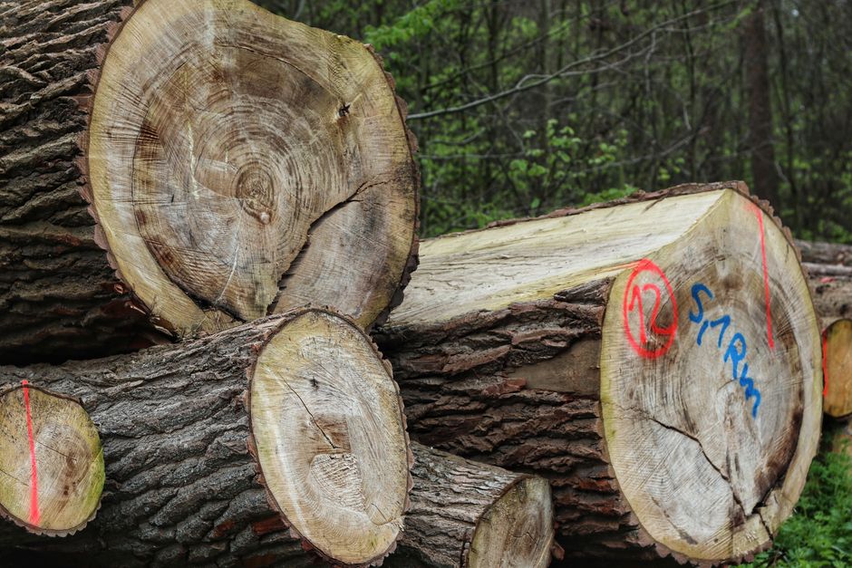 In the image, several cut logs with rough, bark-covered exteriors and fresh, smooth cross-sections are arranged on the ground outdoors, likely on a construction or woodland site. The logs vary in diameter and are positioned on reddish-brown soil with small wood chips scattered around. In the background, there are some greenery and possibly other logs, indicating a natural or rural environment. The scene is well-lit, capturing the textures of the bark and the exposed wood. This visual relates to the process of preparing timber for building or heating purposes, reflecting activities that are part of logistical planning in home relocation or property development, which relates to the services offered by Man with Van Crook Log in house removals and furniture transport.